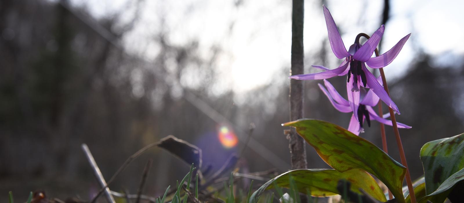 桑取火のカタクリの花