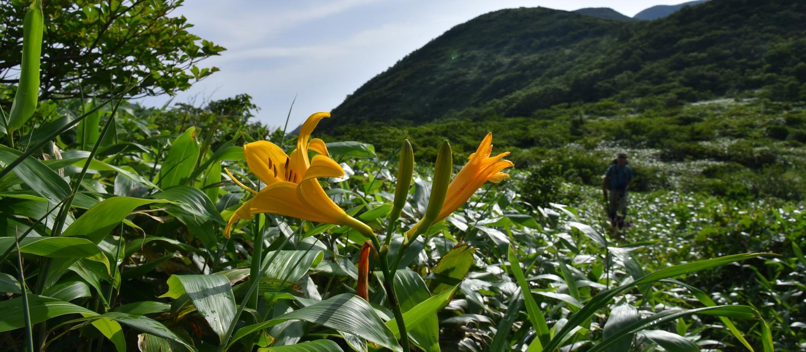 三倉山のニッコウキスゲ