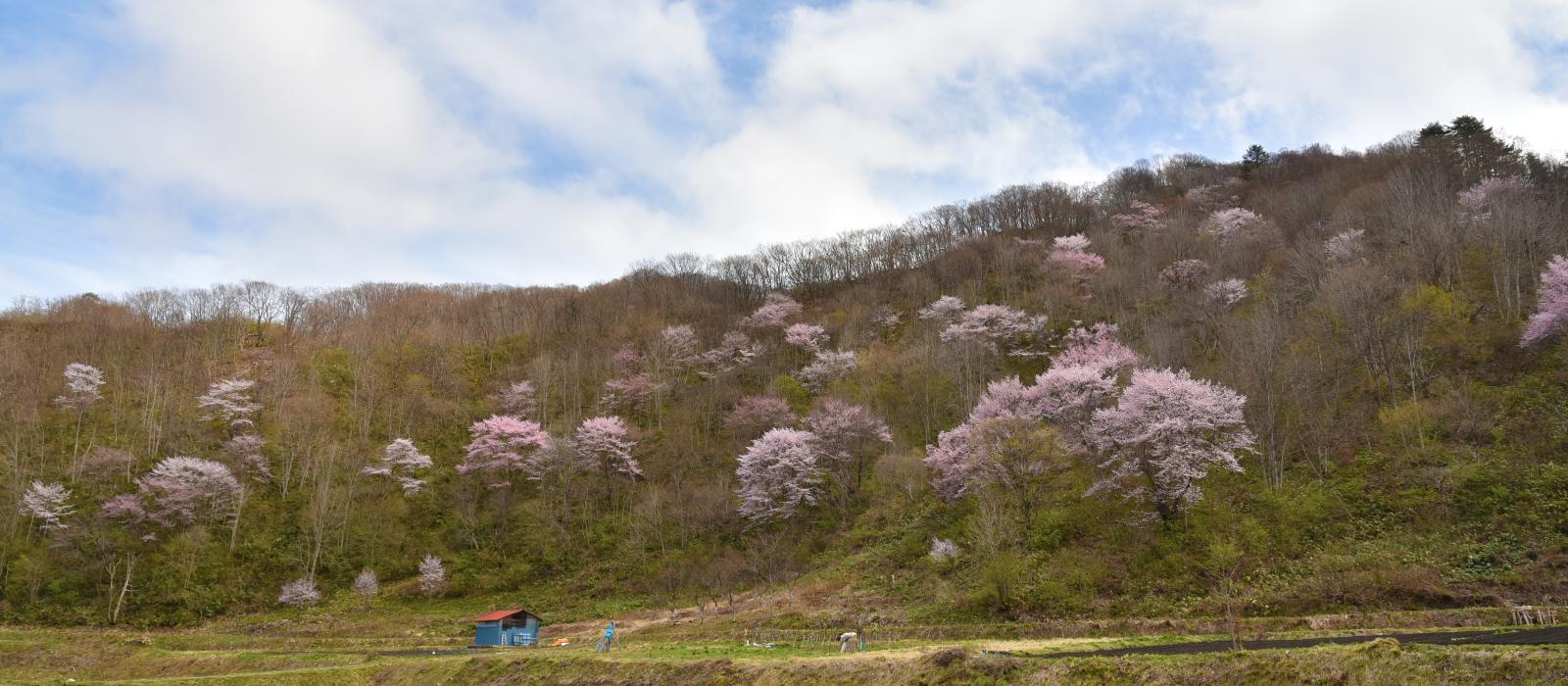 戸赤の山桜