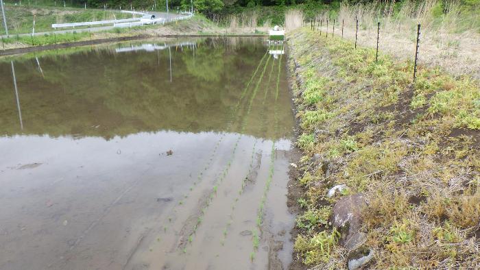 田植え