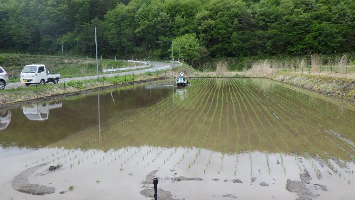 田植え