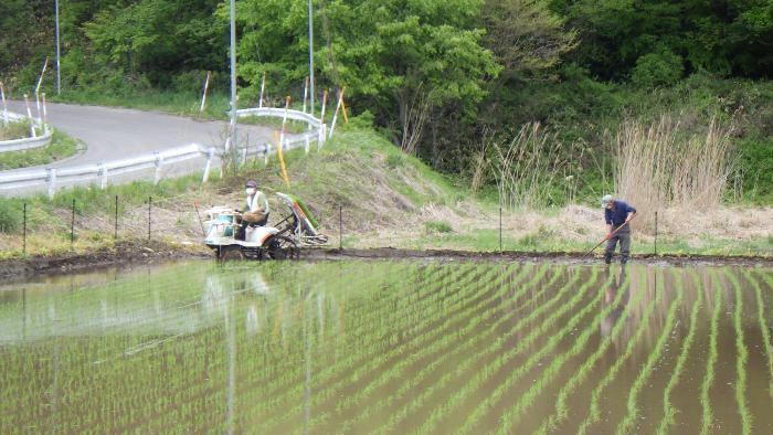 田植え