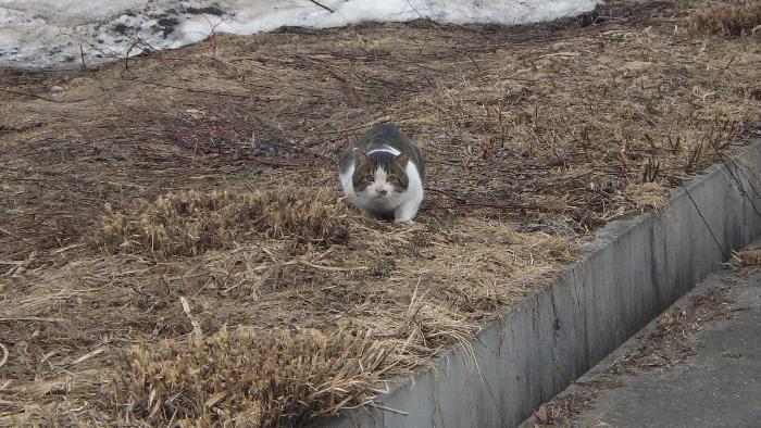 ねこ