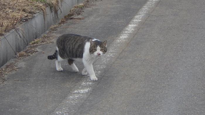 ねこ