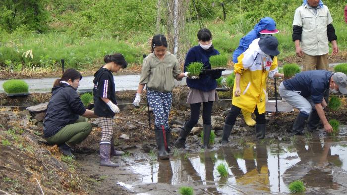 田植え