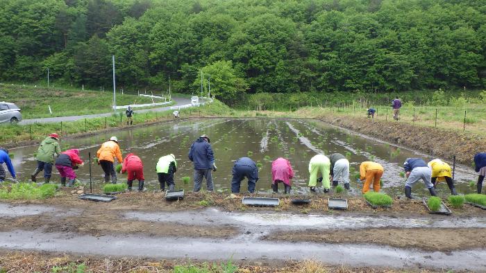 田植え