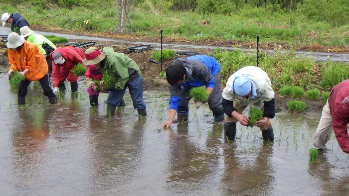 田植え