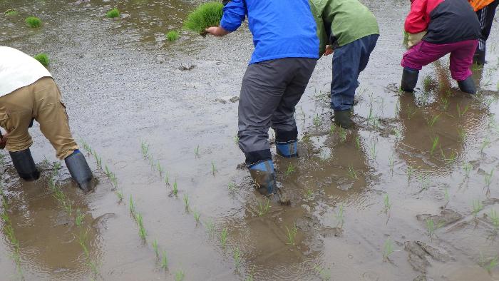 田植え