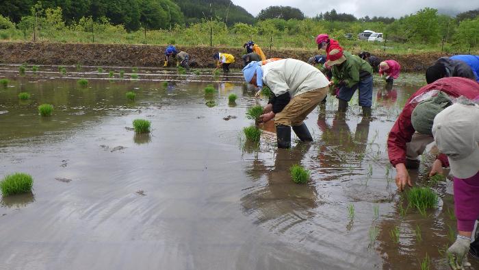 田植え