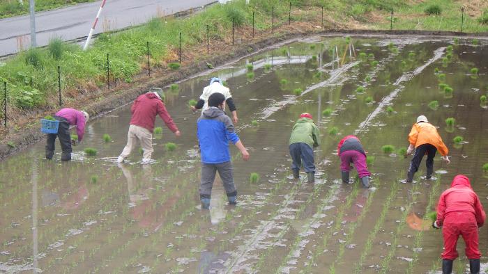 田植え