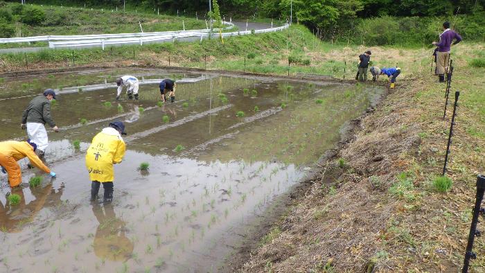 田植え