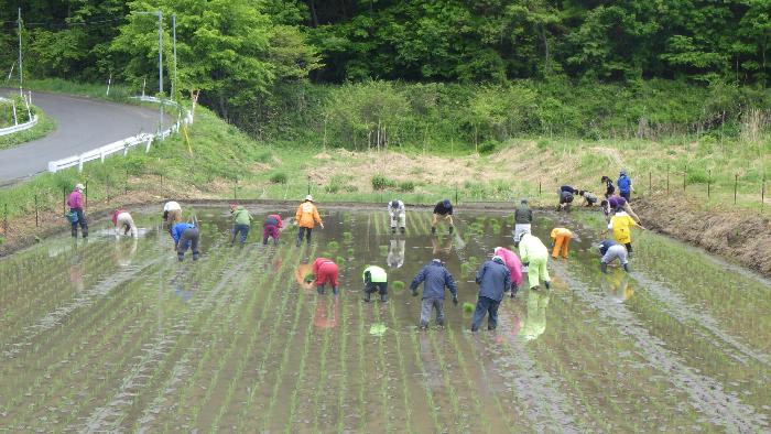 田植え