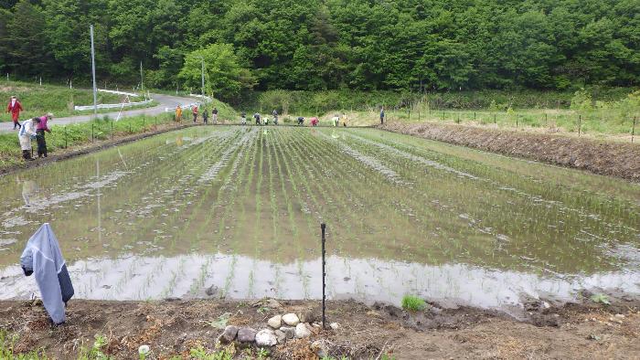 田植え