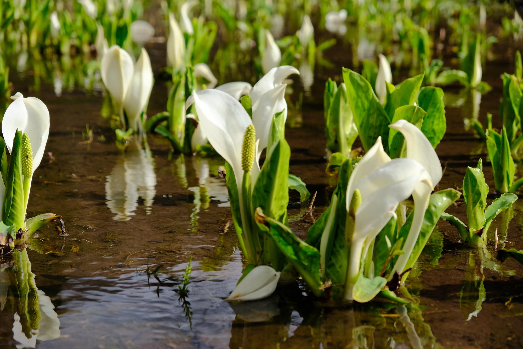 nakanosawakannnonndou_flower2
