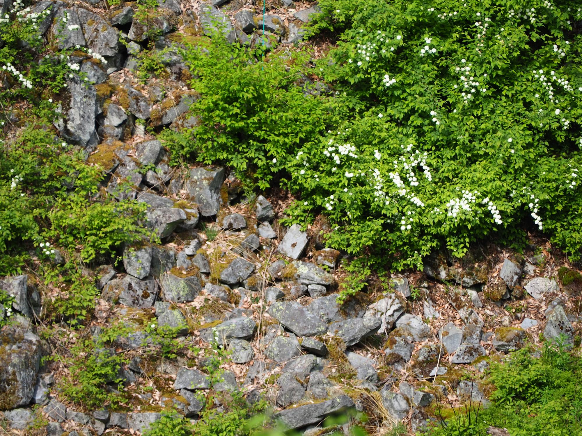 nakayamahuuketsu_rock