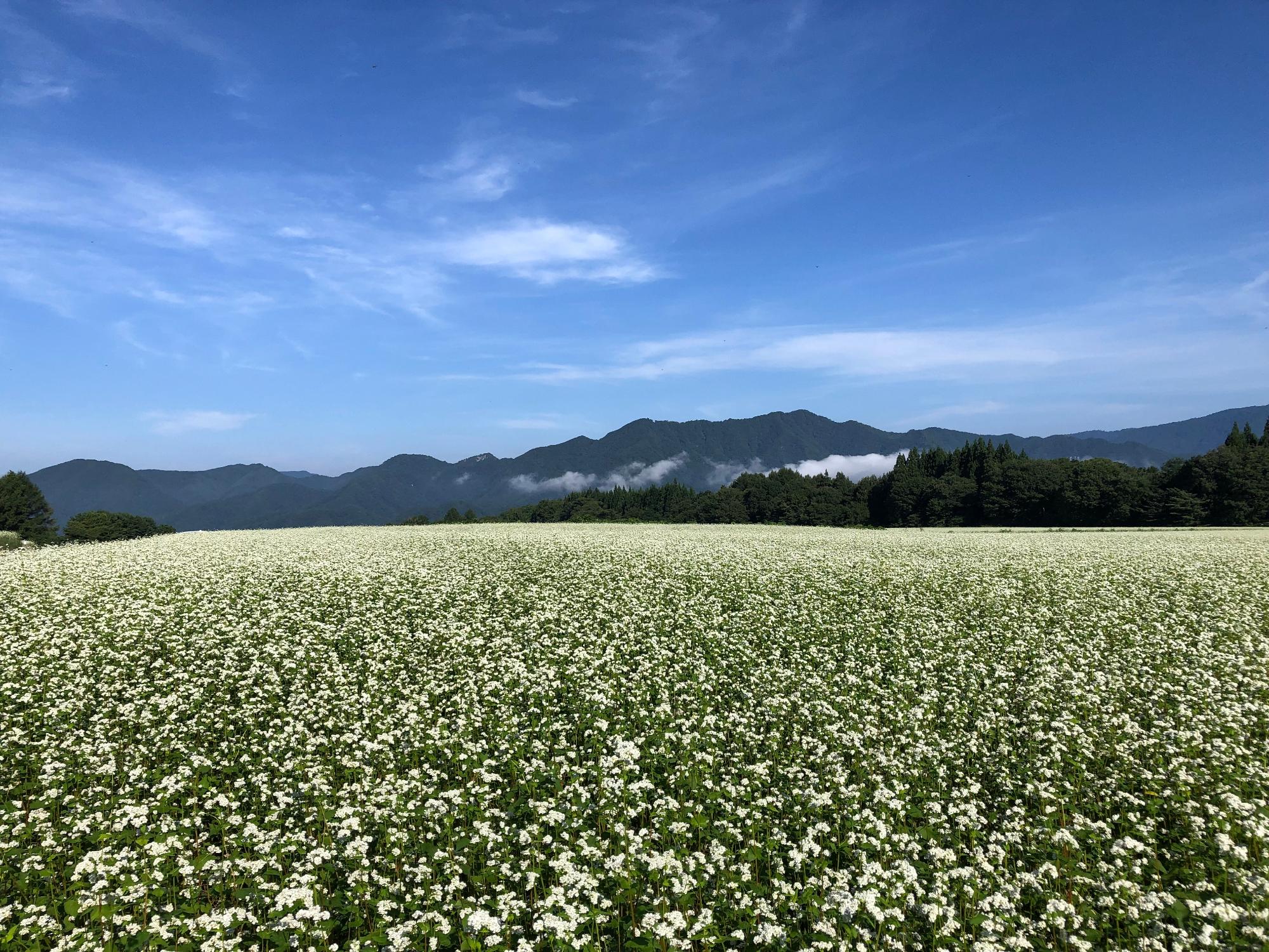 sarugakudaitinosobabatake_1