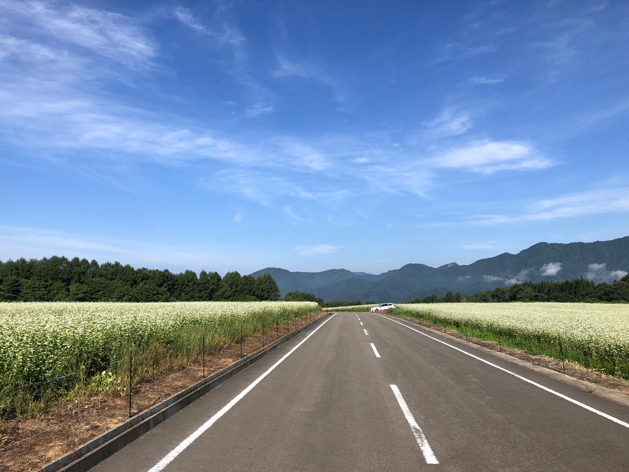 sarugakudaitinosobabatake_road