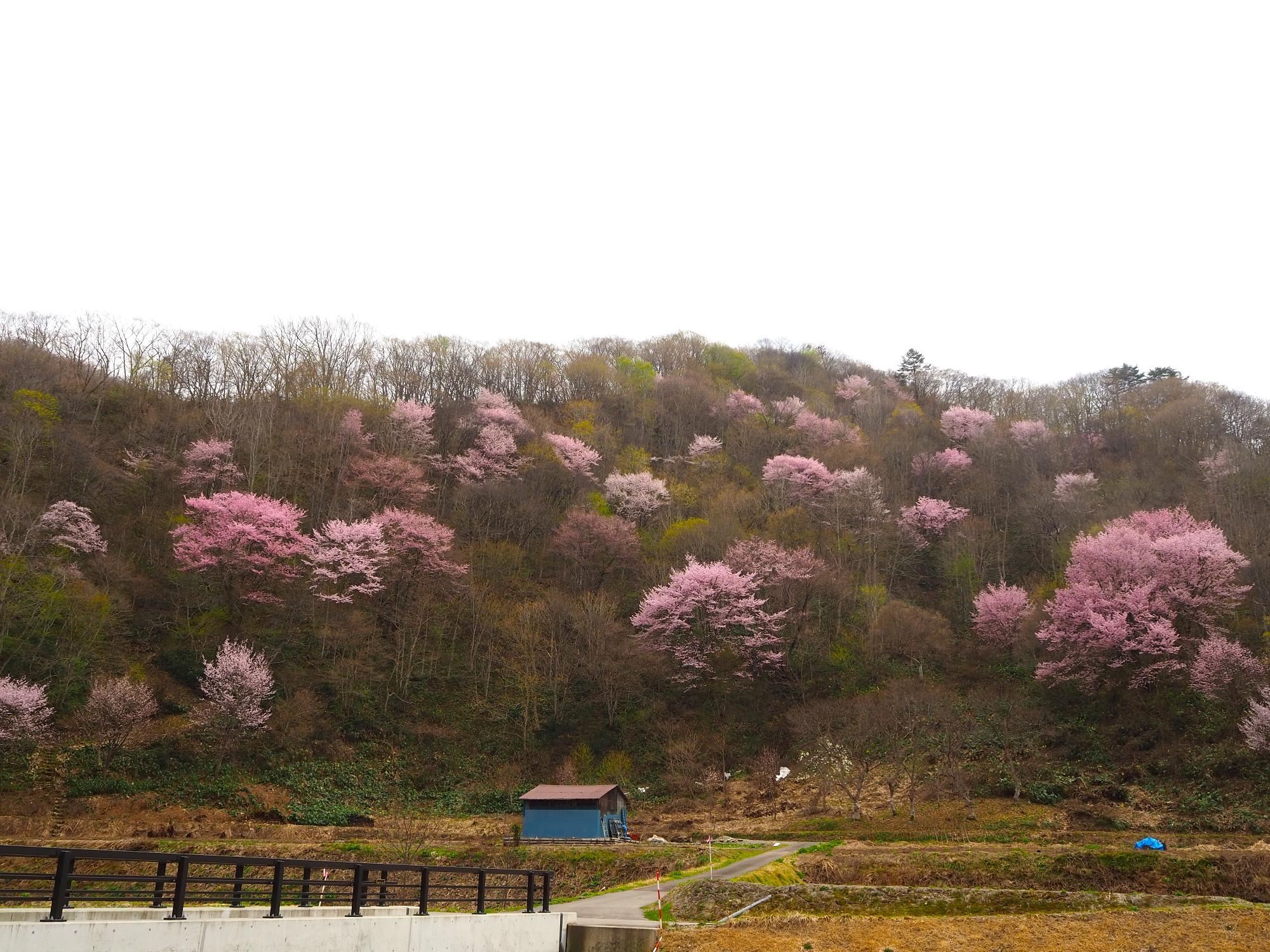 toakanoyamazakura_zenntai