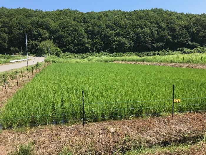 田んぼ