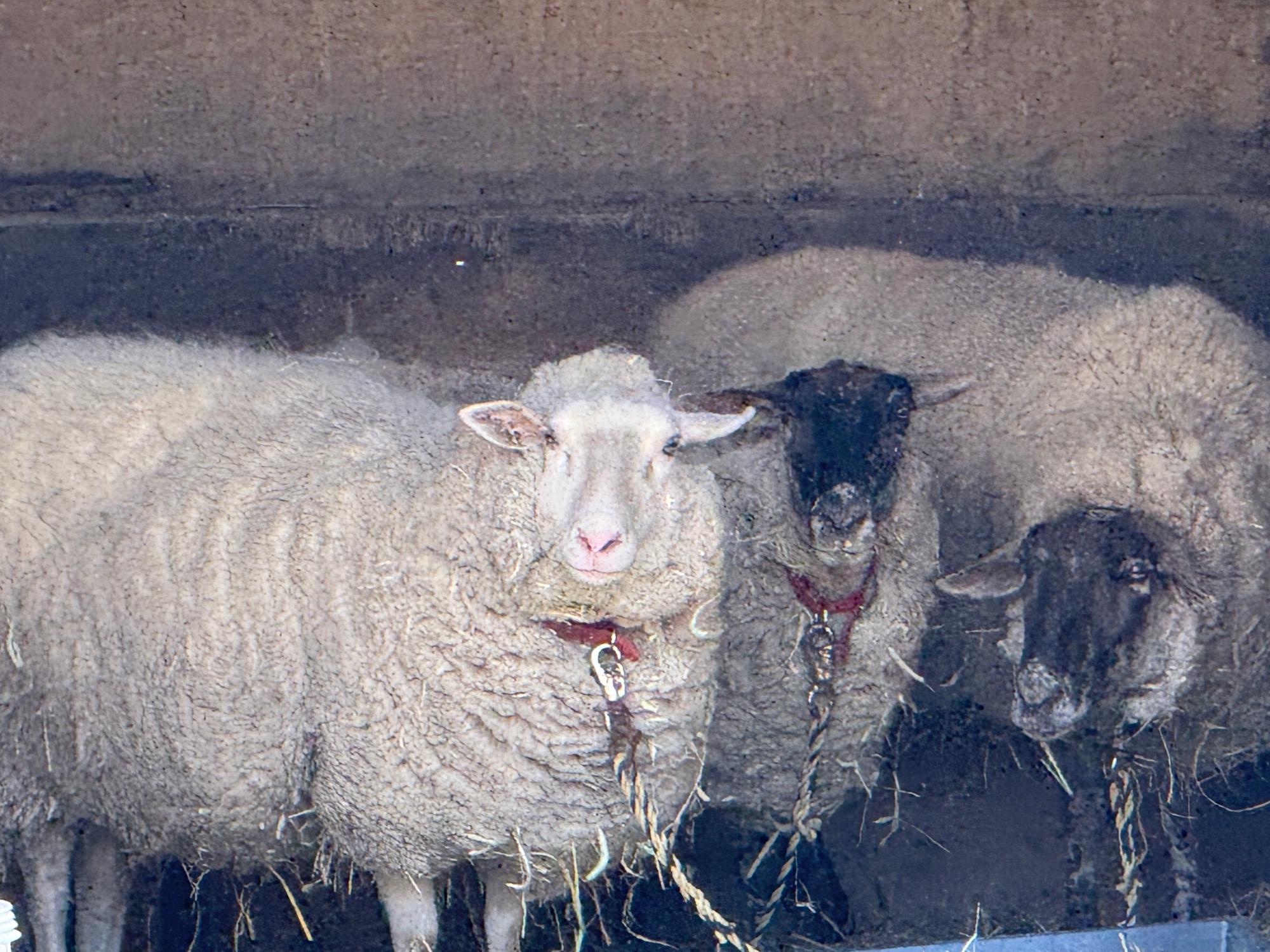 sheep2025