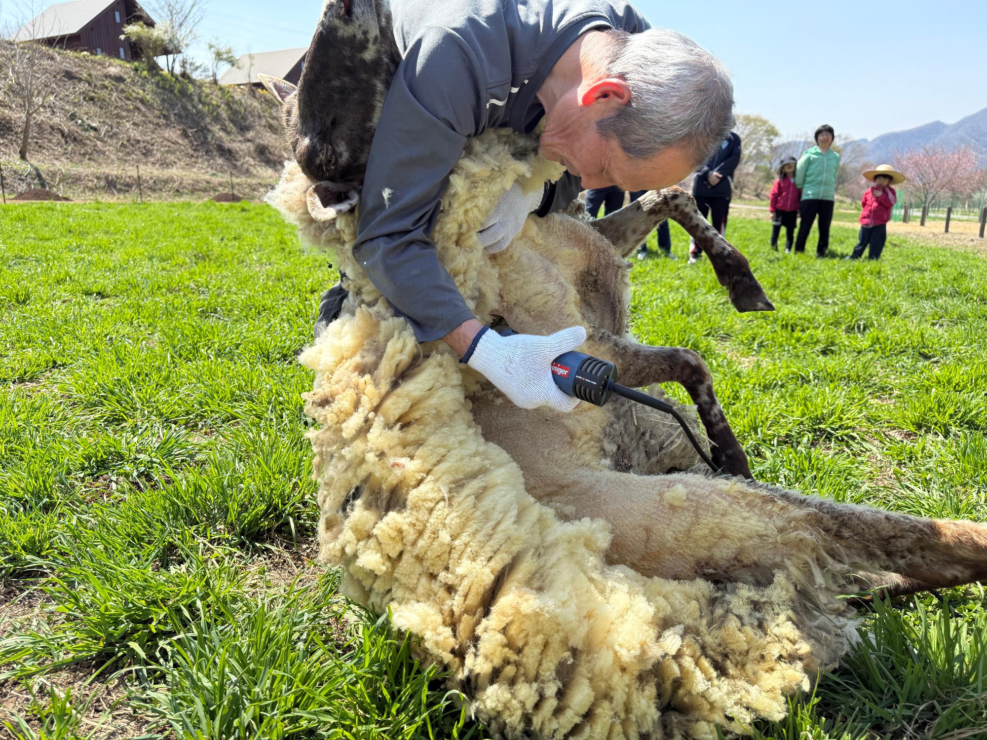 sheep01