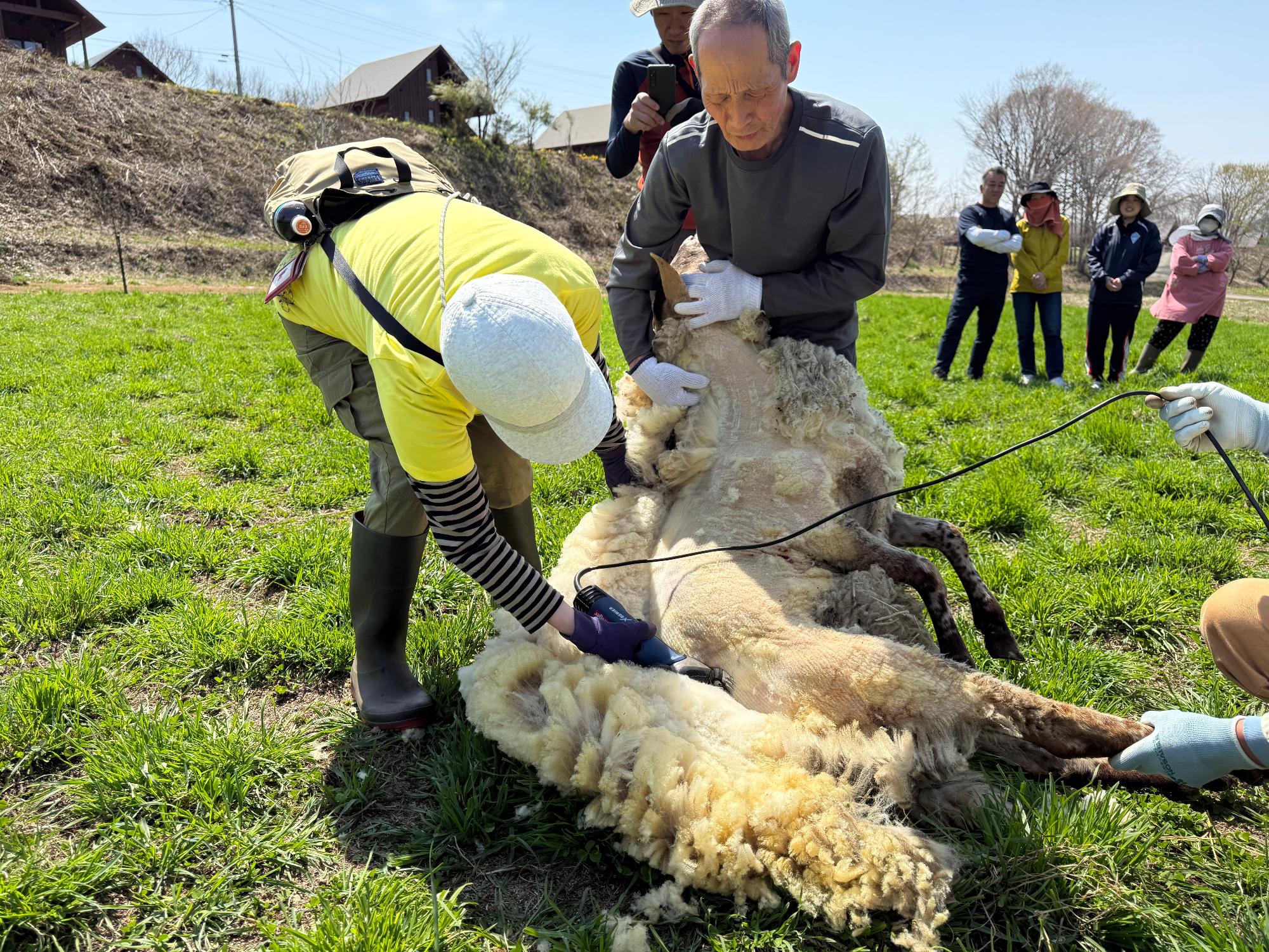 sheep02