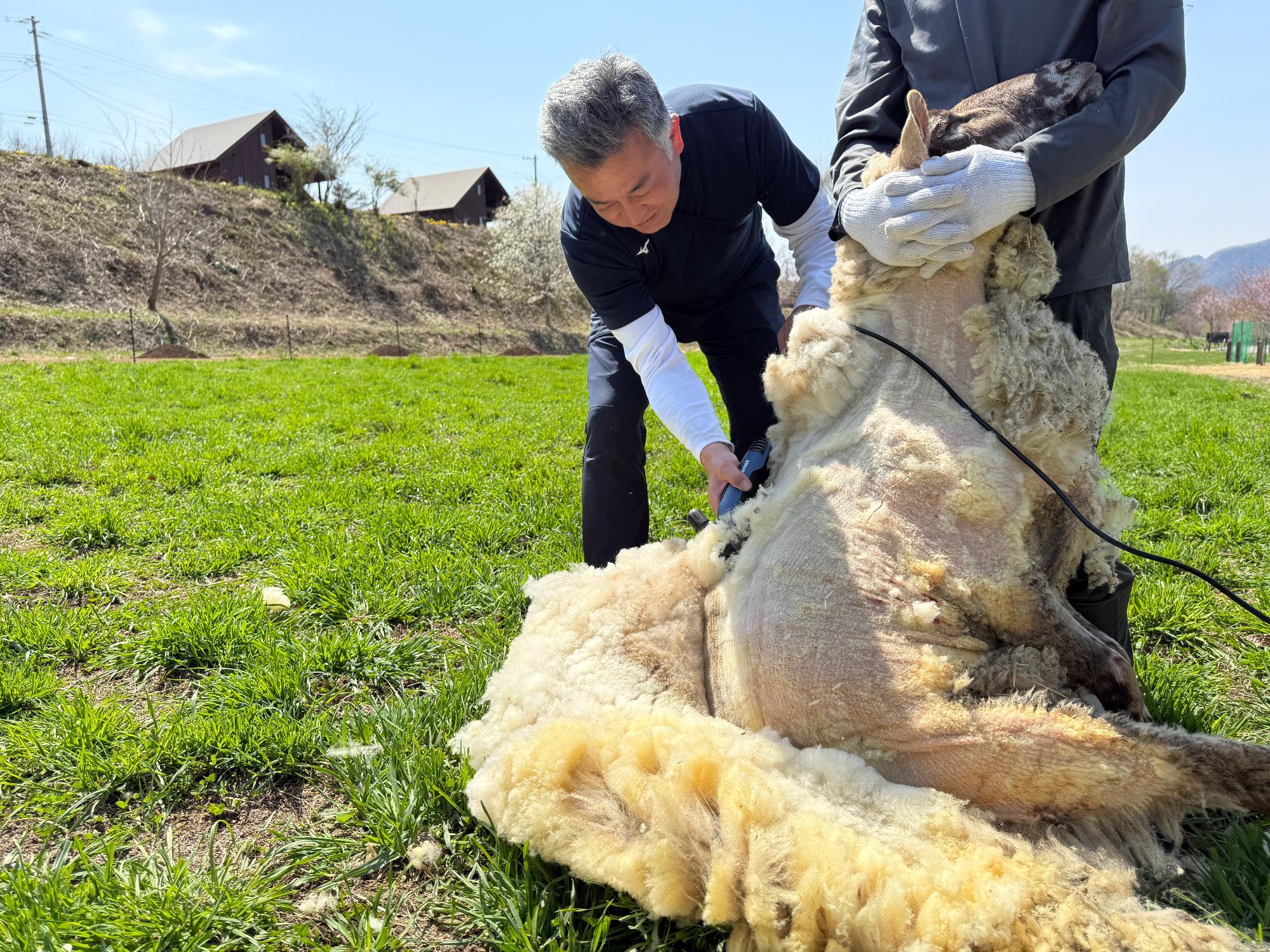 sheep03