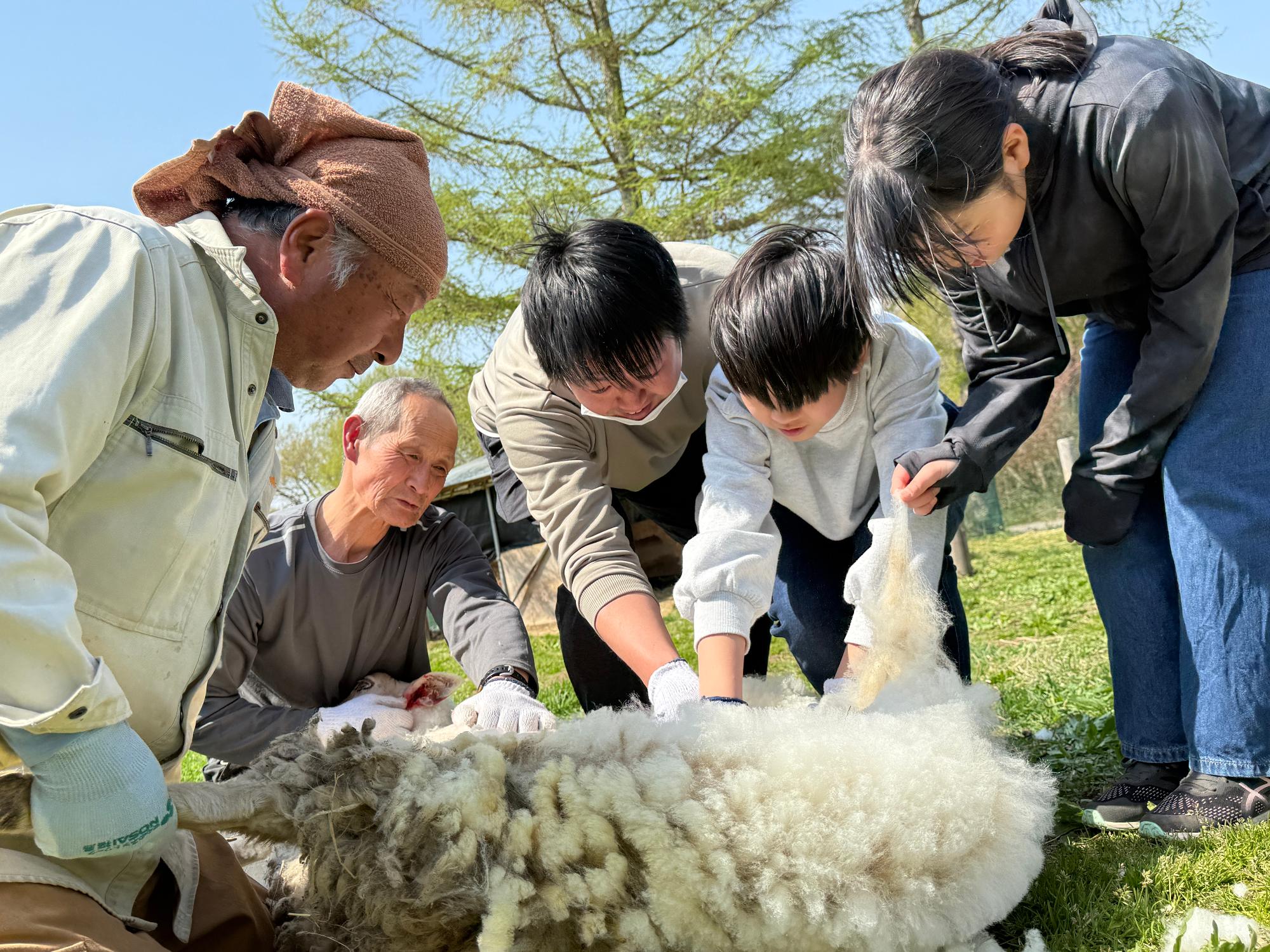 sheep04