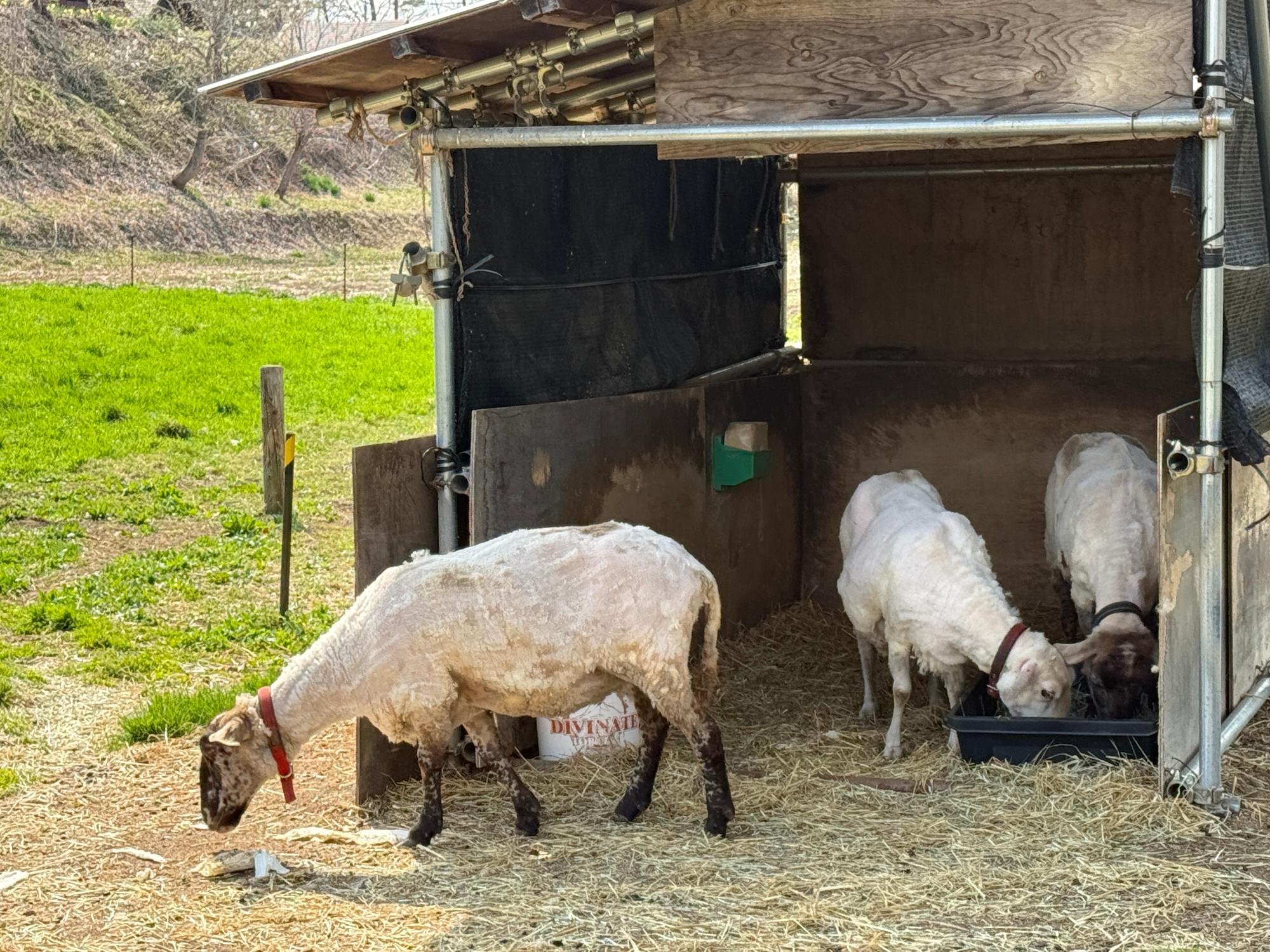 sheep05