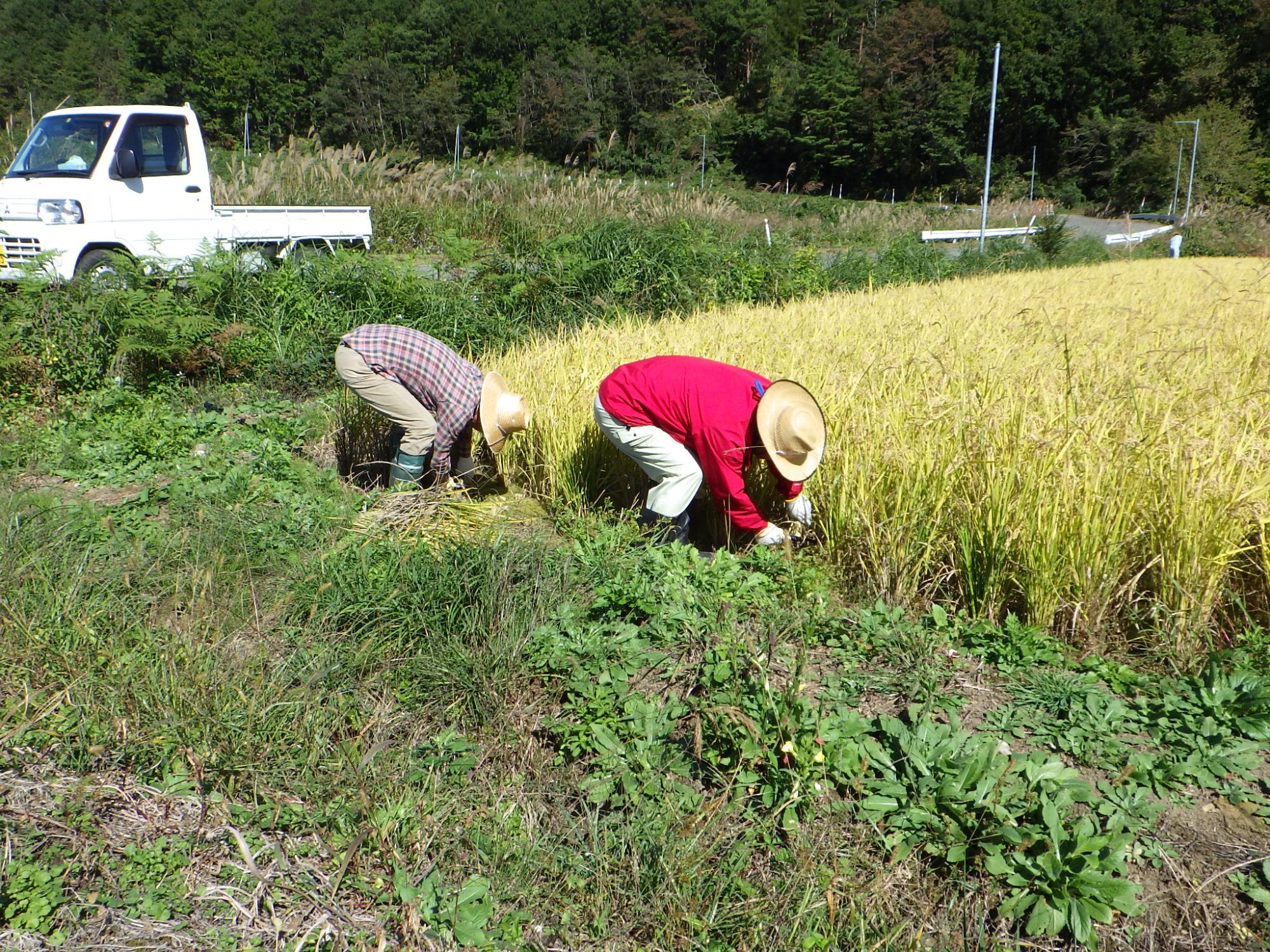 野菜