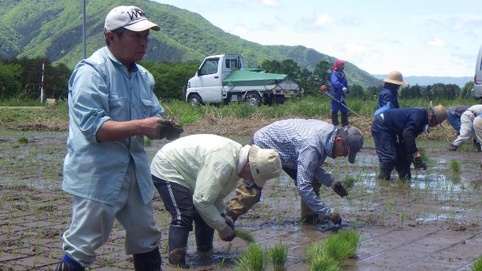 田植え