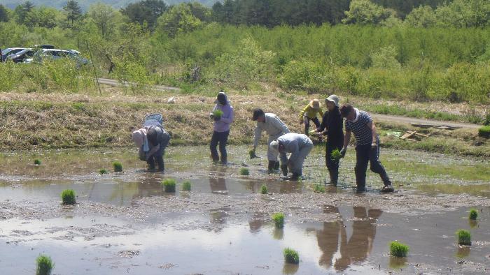 田植え2