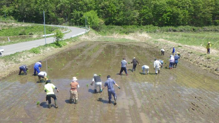 田植え3