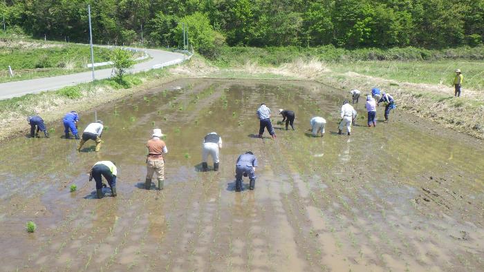 田植え8