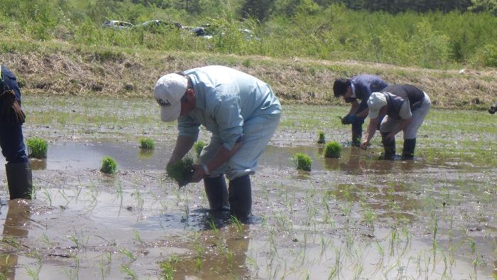 田植え7